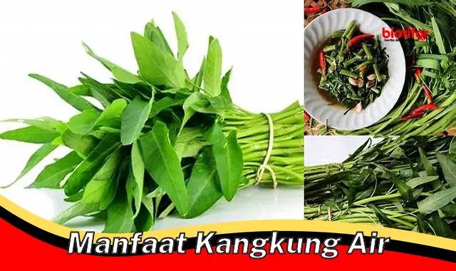 Temukan Manfaat Kangkung Air yang Jarang Diketahui