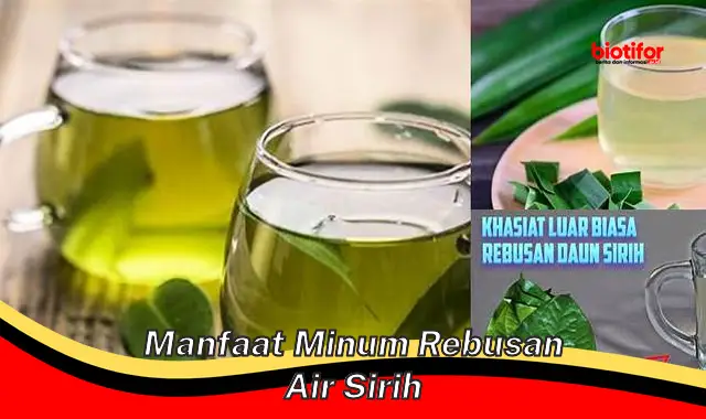 manfaat minum rebusan air sirih manfaat minum rebusan air sirih