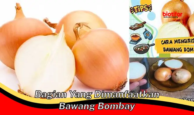 5 Manfaat Bagian Bawang Bombay yang Jarang Diketahui