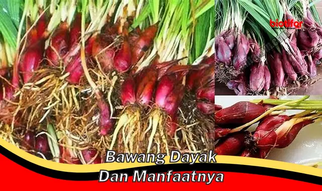 Temukan Khasiat Bawang Dayak yang Jarang Diketahui