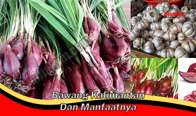 Temukan 5 Manfaat Bawang Kalimantan yang Jarang Diketahui