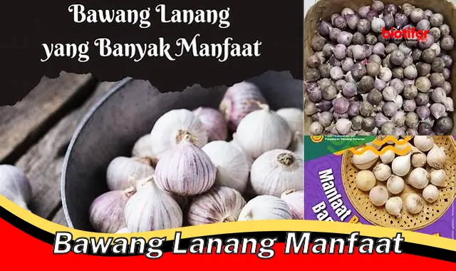 Temukan Segudang Manfaat Bawang Lanang yang Jarang Diketahui