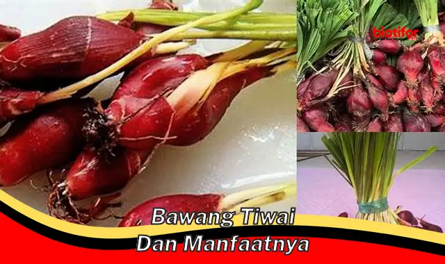 Temukan Khasiat Bawang Tiwai yang Jarang Diketahui