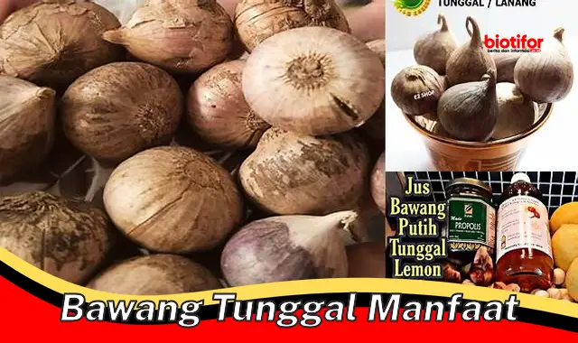 Temukan Khasiat yang Harus Diketahui dari Bawang Tunggal