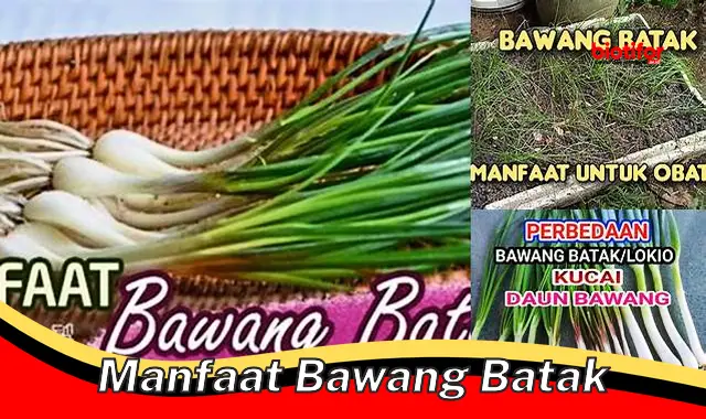 Manfaat Bawang Batak yang Jarang Diketahui, Wajib Diketahui!