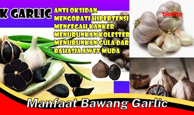 Temukan Khasiat Bawang Putih yang Jarang Diketahui