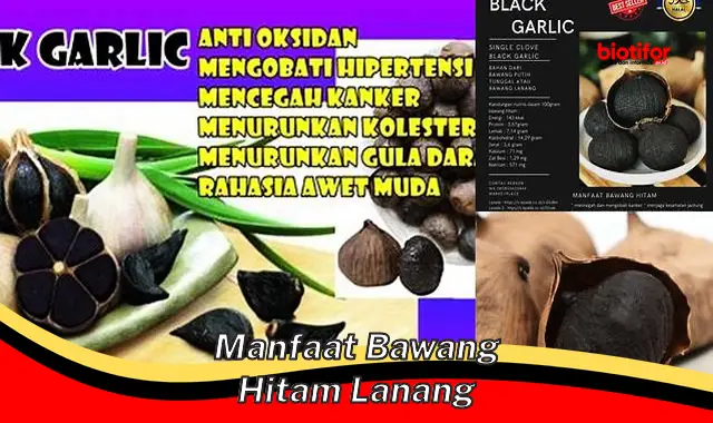 Temukan Rahasia Manfaat Bawang Hitam Lanang yang Jarang Diketahui