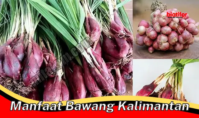 Temukan Rahasia Manfaat Bawang Kalimantan yang Jarang Diketahui