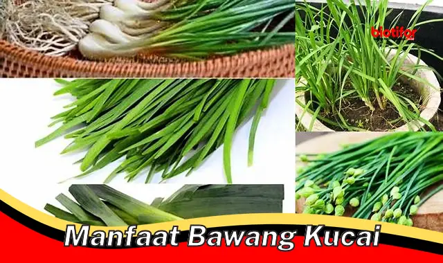 Temukan Manfaat Bawang Kucai yang Jarang Diketahui