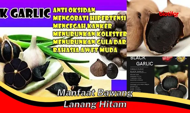 Temukan Manfaat Bawang Lanang Hitam yang Jarang Diketahui