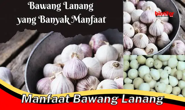 Temukan Manfaat Luar Biasa Bawang Lanang yang Jarang Anda Tahu