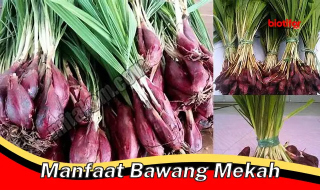 Temukan 5 Manfaat Bawang Mekah yang Jarang Diketahui