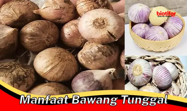 Temukan Manfaat Bawang Tunggal yang Jarang Diketahui