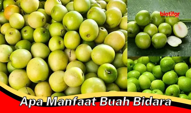 Temukan Khasiat Buah Bidara yang Jarang Diketahui