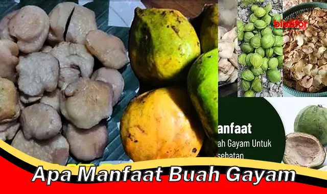 apa manfaat buah gayam apa manfaat buah gayam