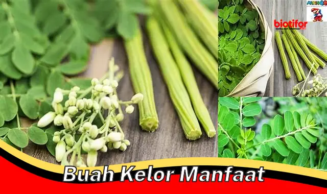 Buka Rahasia Manfaat Buah Kelor yang Tak Terduga!