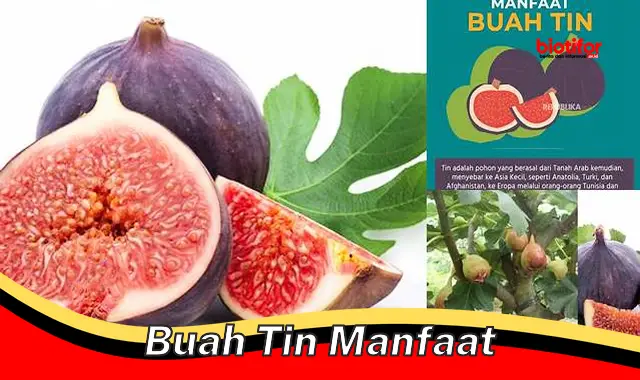 Temukan Manfaat Buah Tin, Jarang Diketahui Banyak Orang