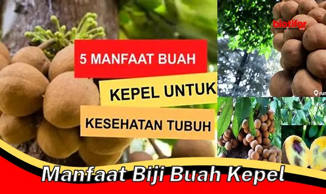 Temukan Manfaat Biji Buah Kepel Yang Jarang Diketahui