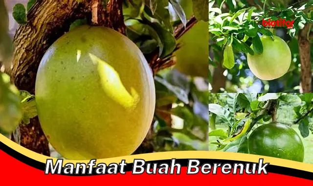 Temukan Khasiat Buah Berenuk yang Jarang Diketahui