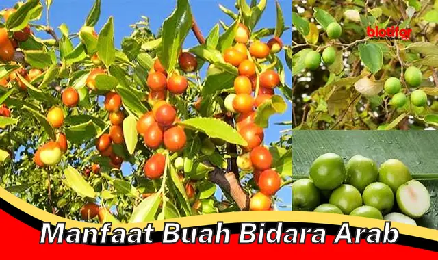 manfaat buah bidara arab manfaat buah bidara arab