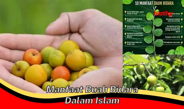 Temukan Manfaat Buah Bidara dalam Islam yang Jarang Diketahui