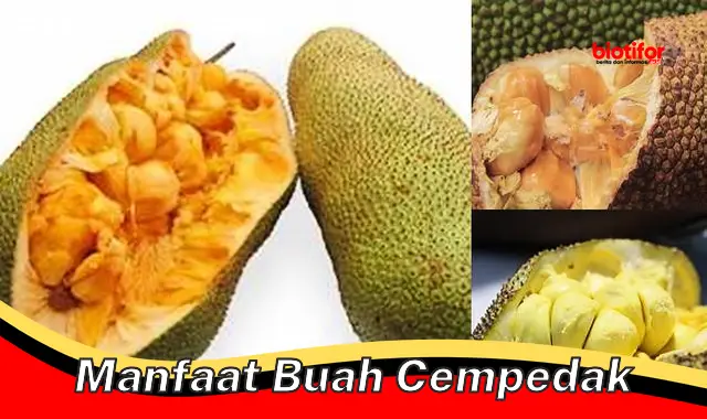 Temukan Manfaat Buah Cempedak yang Jarang Diketahui!