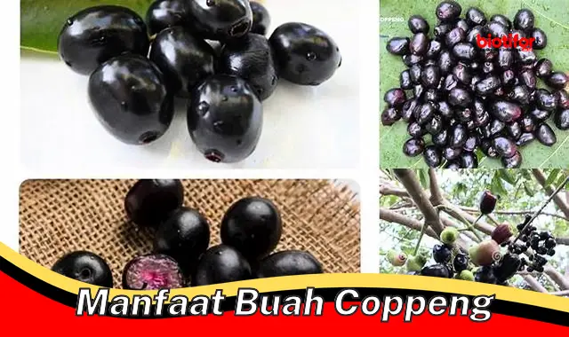 Temukan 5 Khasiat Buah Coppeng Yang Jarang Diketahui