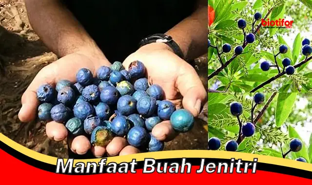 Temukan Rahasia Manfaat Buah Jenitri yang Jarang Diketahui