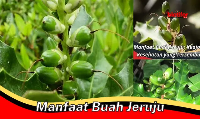 Temukan Rahasia Jeruju yang Jarang Diketahui