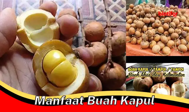 Temukan Manfaat Buah Kapul Yang Jarang Diketahui