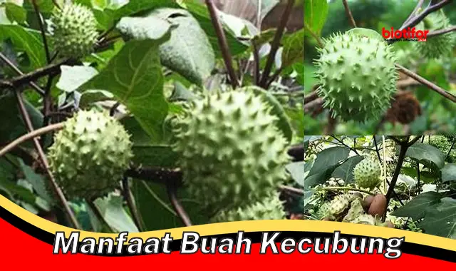 Temukan 5 Manfaat Buah Kecubung yang Jarang Diketahui