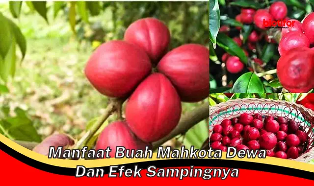 Temukan Manfaat Buah Mahkota Dewa yang Jarang Diketahui