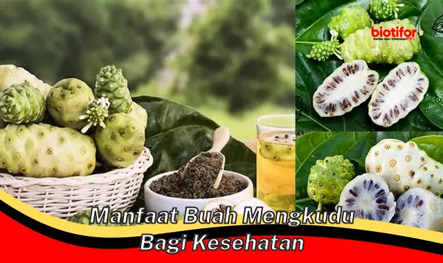 Temukan Khasiat Buah Mengkudu untuk Kesehatan yang Jarang Diketahui