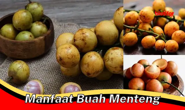 manfaat buah menteng manfaat buah menteng