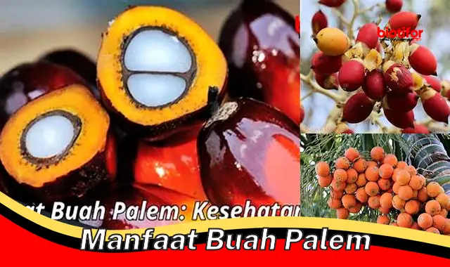 manfaat buah palem manfaat buah palem