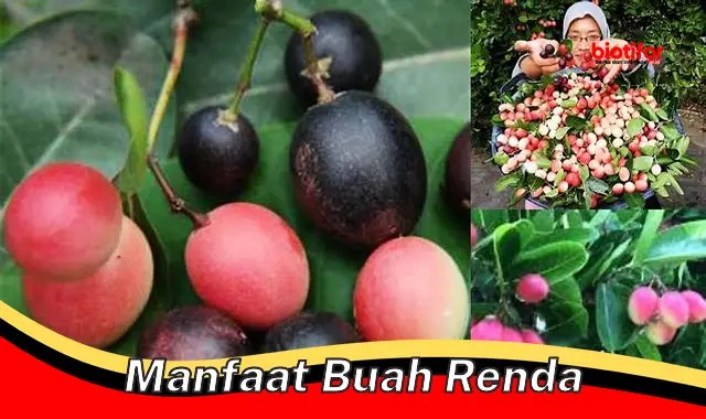 manfaat buah renda manfaat buah renda