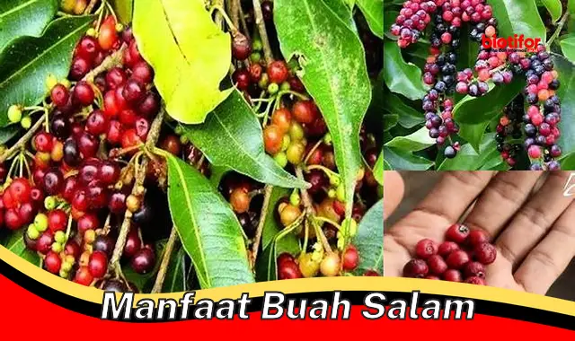 manfaat buah salam manfaat buah salam