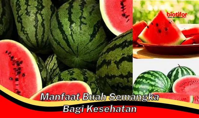 manfaat buah semangka bagi kesehatan manfaat buah semangka bagi kesehatan