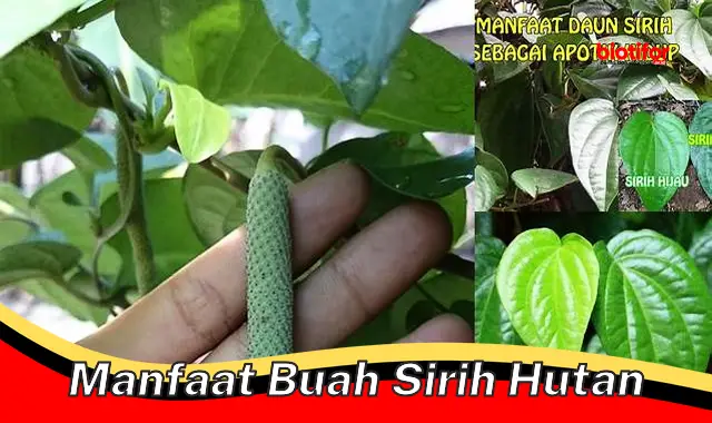 Temukan Manfaat Buah Sirih Hutan yang Jarang Diketahui