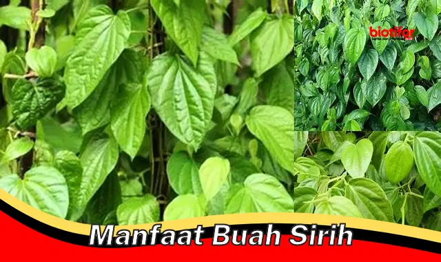 Temukan Manfaat Buah Sirih yang Jarang Diketahui