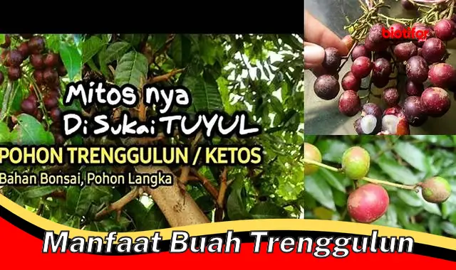 Temukan Manfaat Buah Trenggulun yang Jarang Diketahui