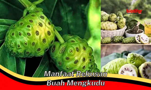 5 Manfaat Rebusan Buah Mengkudu yang Jarang Diketahui