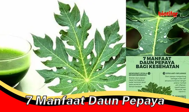 Temukan 7 Manfaat Daun Pepaya yang Jarang Diketahui, Wajib Anda Simak!