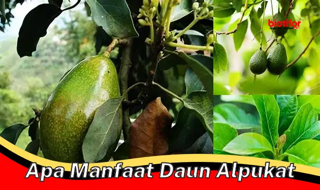 Temukan Khasiat Daun Alpukat yang Jarang Diketahui