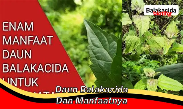 daun balakacida dan manfaatnya