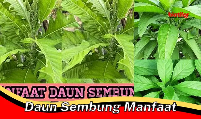 Temukan Manfaat Daun Sembung yang Jarang Diketahui!