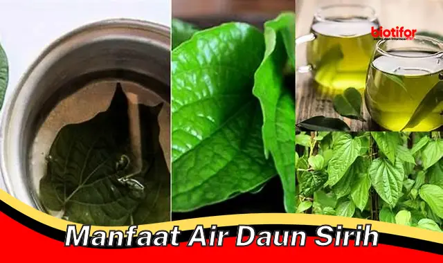 manfaat air daun sirih manfaat air daun sirih