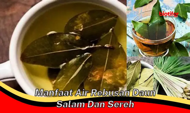 manfaat air rebusan daun salam dan sereh manfaat air rebusan daun salam dan sereh
