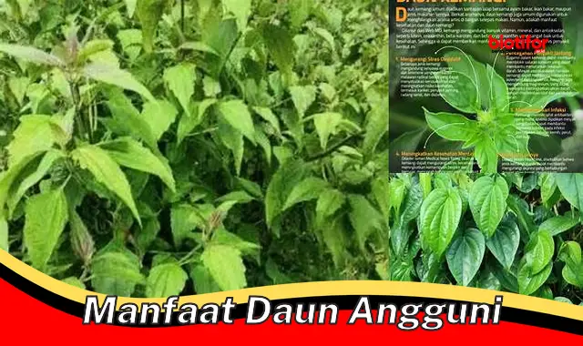 manfaat daun angguni manfaat daun angguni