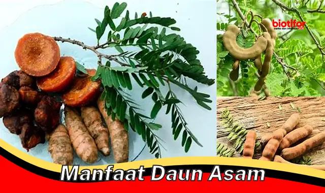 Temukan 5 Manfaat Daun Asam yang Harus Anda Ketahui